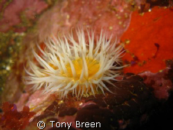 Close up of a common (white striped) anemone. by Tony Breen 